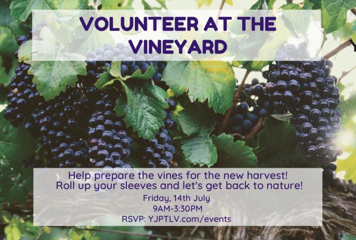 Volunteer at the Vineyard